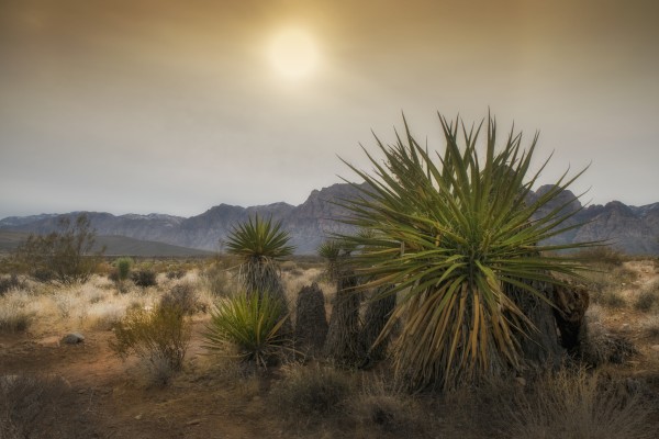 Desert Mountain with Yucca Plants by Frank Wilson